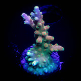 CB Flaming Unicorn Acro
