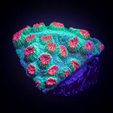 Meteor Shower Cyphastrea