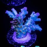 RMF Psychoberry Acro