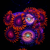 Bam Bam and friends Zoa Combo