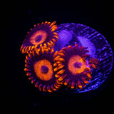 Orange Oxide Zoas