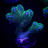 Pocillopora