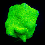 ORA Kelly Green Psammacora