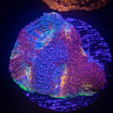 LRO Tye Dye Echinata
