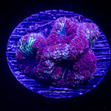 Poisonberry Blasto
