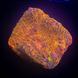 LRO Soul Stone Chalice