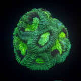 Unnamed Favia