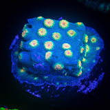LRO Spongebob Cyphastrea
