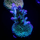 LRO Green Lantern Acro