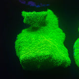 ORA Kelly Green Psammacora