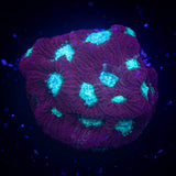 Teal Eye Favia