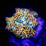 Leopard Discosoma