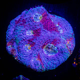 LRO Tye Dye Echinata