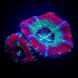 Berrylicious Asian Acan