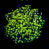 Glowbug Octospawn SO BRIGHT