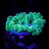 Pearl Bubble Coral