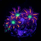 Firework Clove Polyps