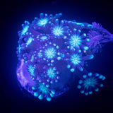 Iceman Alveopora