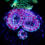Candy Stripe Acan