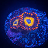 Blue Eyed Blondie Zoas