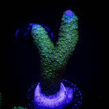 Green Digitata