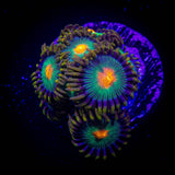 Gorilla Nipple Zoas