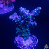 LRO Teal Latistella