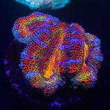 Rainbow Acan