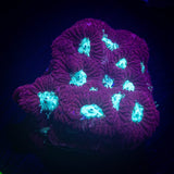 Teal Eye Favia