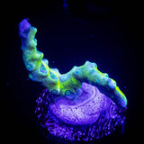 Green Goblin Anacropora