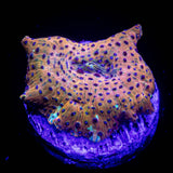 Polka Dot Discosoma