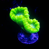 Kryptonite Trumpets