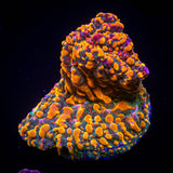 CC Cloudberry Chalice