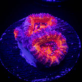 Magma Acan