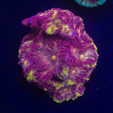 WWC Blood Diamond Favia
