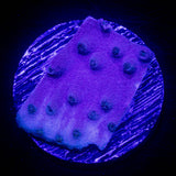 Purple Scroll Coral