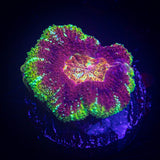 LRO Ironman Asian Acan