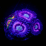 Pink Constellation/Lazer Lemon Zoas