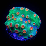 Jingle Bells Cyphastrea