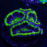 Green Rim Acan