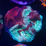 Grafted Favia