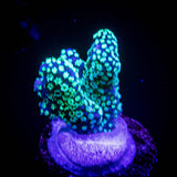 Teal Stylo