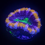 Alien Eye Acan