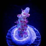 Gregs Unicorn Acro