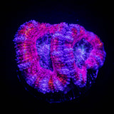 Pink Dreams Acan