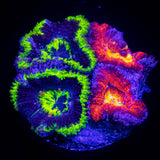 Combo Acans SO COOL