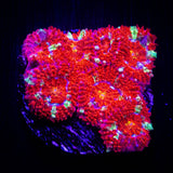 Peppermint Micromussa