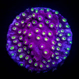 Bling Bling Cyphastrea