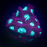 Teal Eye Favia