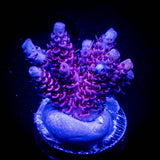 LRO Snow Dragon Acro